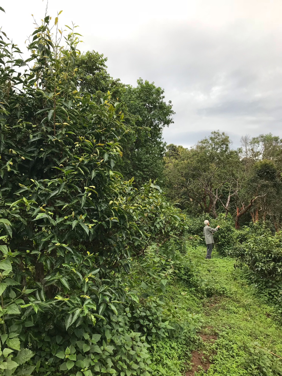 茶園深處 · 採茶人