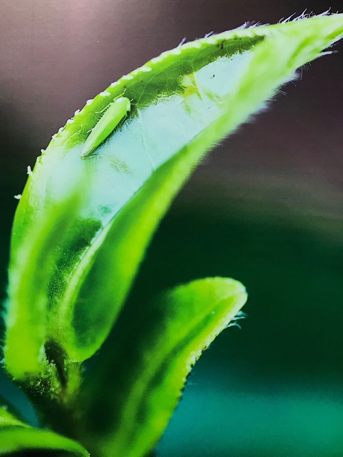 茶葉嫩芽特寫